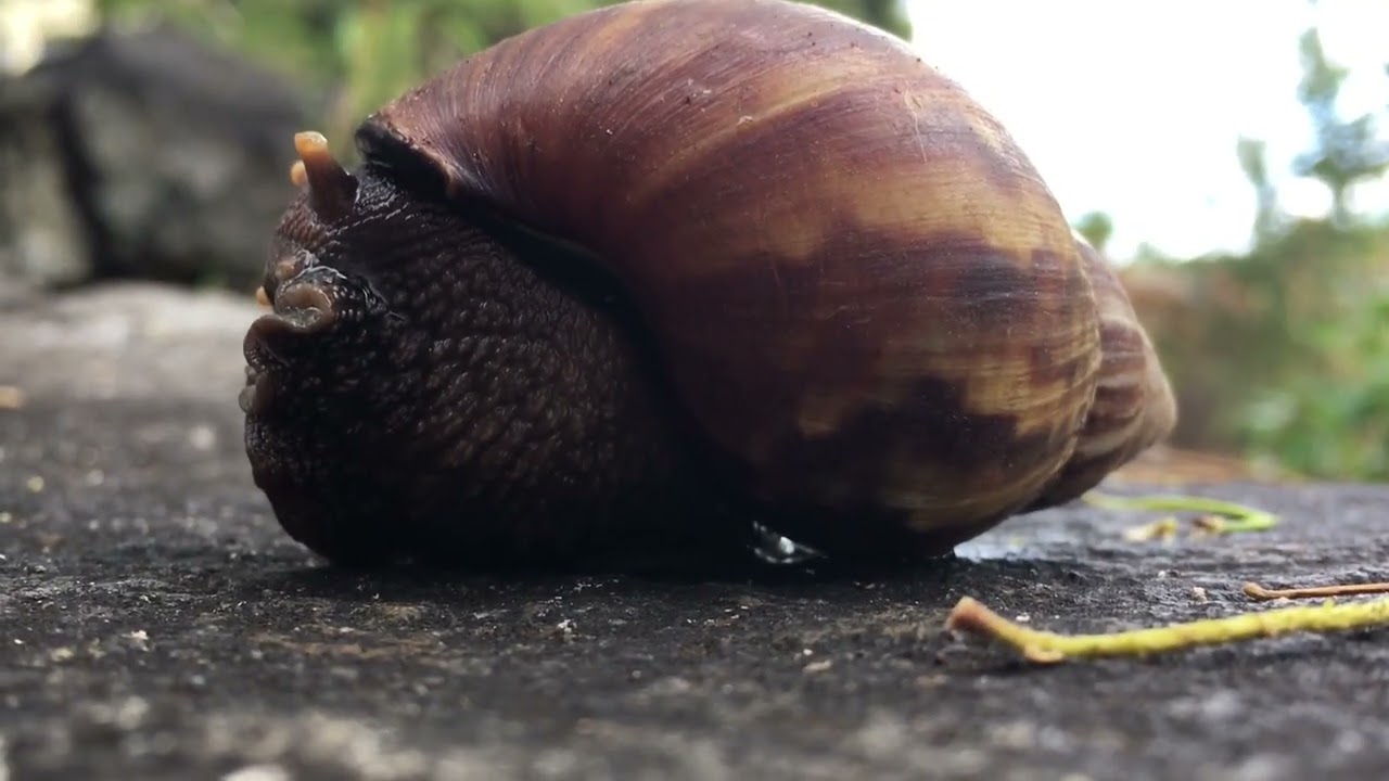 YouTube channel!nature living things slowmo walks faster than a blink of the eyes !07 think
