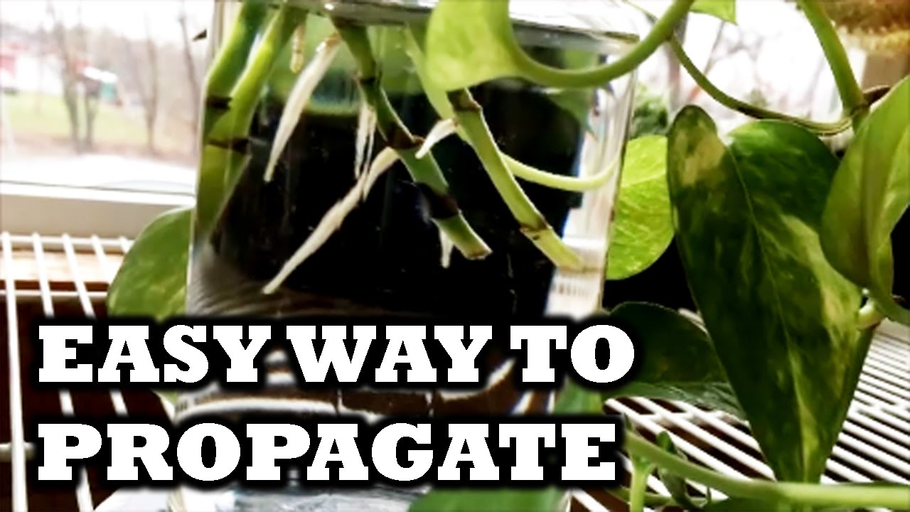 HOW TO PROPAGATE HOUSEPLANTS - How I Root Syngonium & Golden Pothos