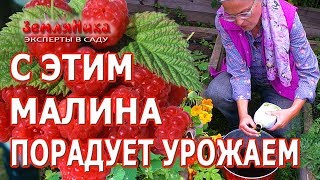 Секреты отличной малины. Супер подкормка для малины. Как увеличить плодоношение малины.