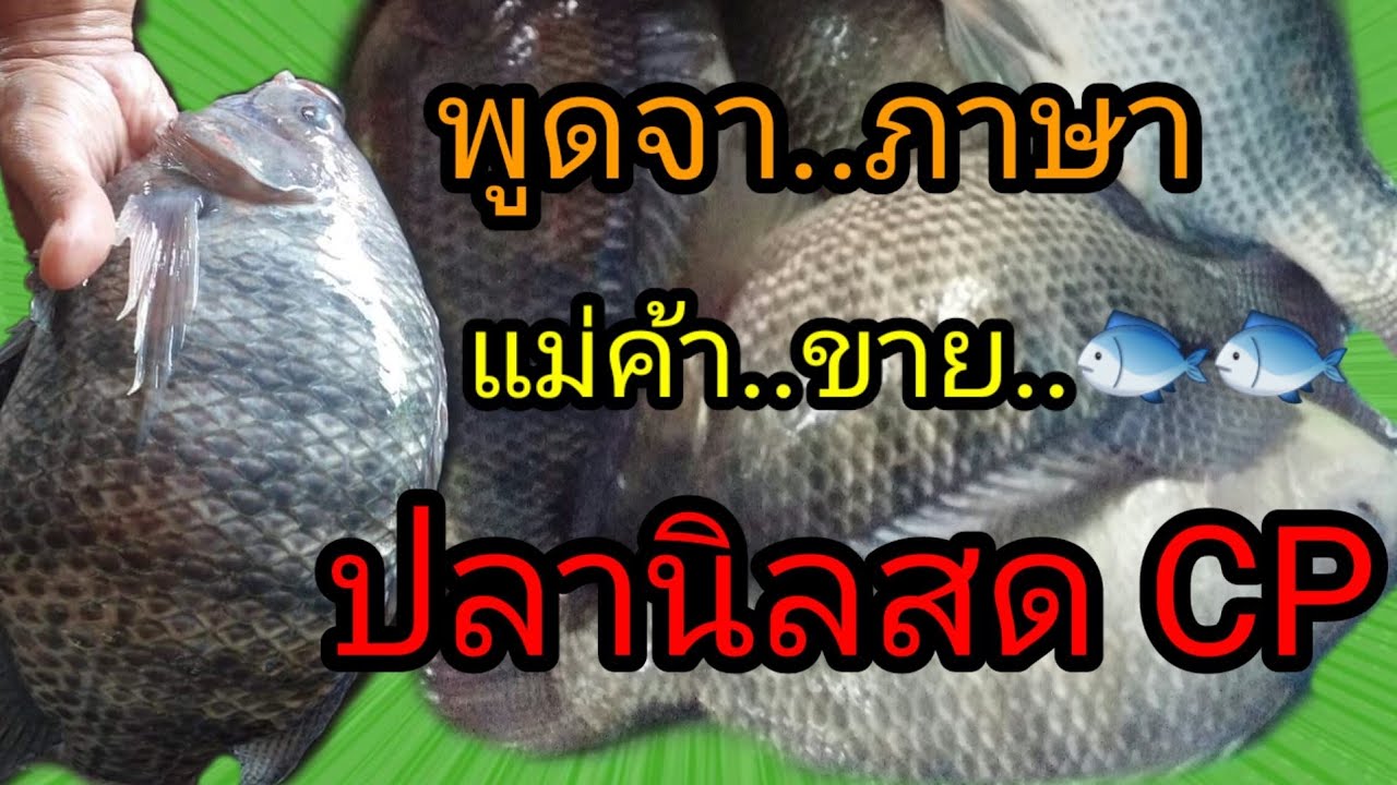 พูดจาภาษาแม่ค้าขายปลานิลสด - YouTube พูดจาภาษาแม่ค้าขายปลานิลสด - Youtube