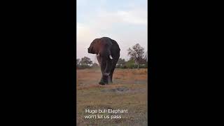 #shorts Huge bull Elephant won't let us pass......