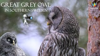 THE AMAZING GREAT GREY OWL   Lappuggla (Swedish) WILDLIFE PHOTOGRAPHY. Nikon Z9 400mm f/2.8 Fmount
