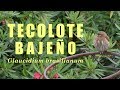 El depredador más pequeño | Tecolote Bajeño | Glaucidium brasilianum