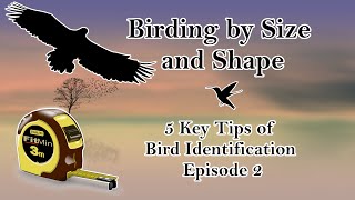Birding by Size and Shape | 5 Key Tips of Bird Identification Ep. 2