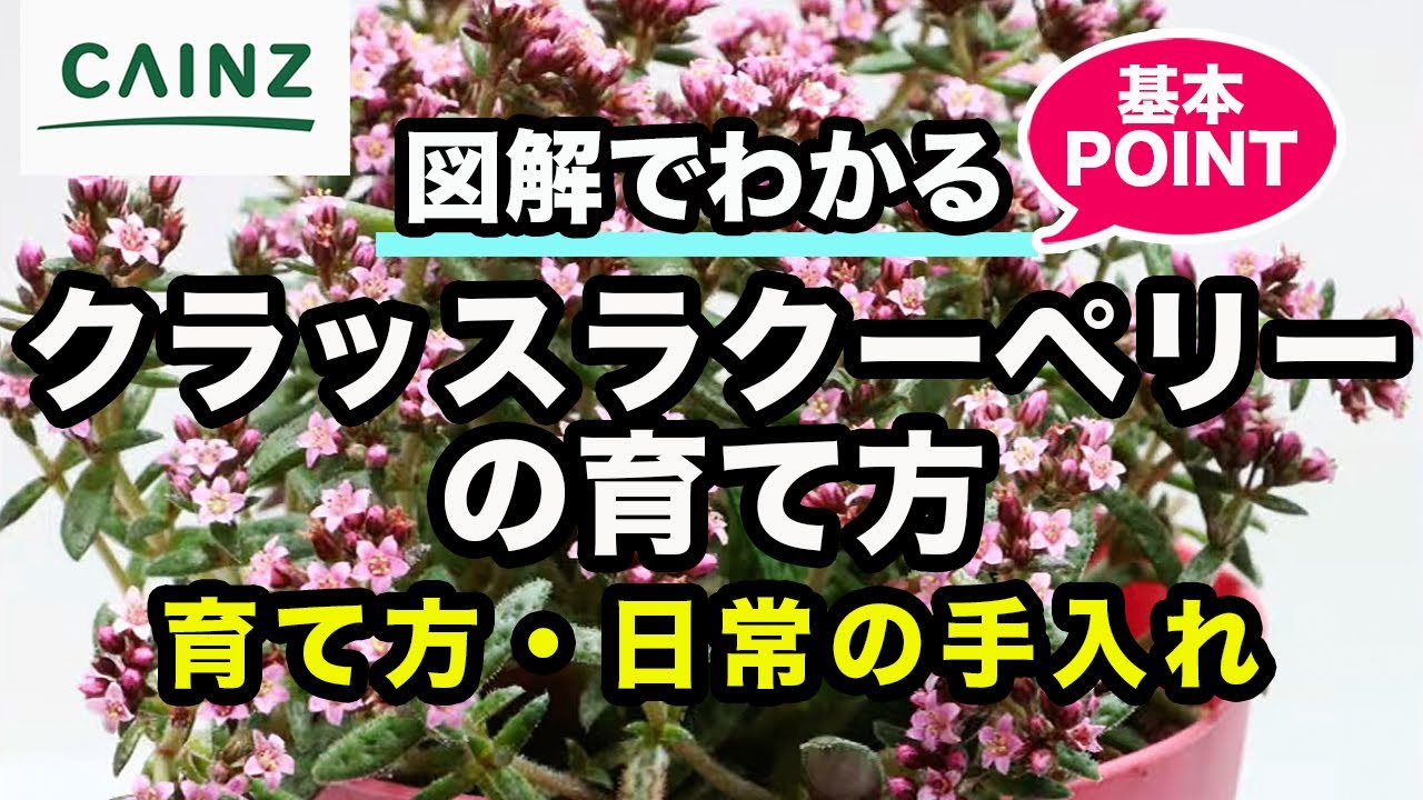 クラッスラクーペリーの育て方 カインズ花図鑑 - YouTube