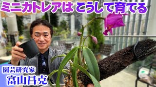 【カトレアの植え替え】プラ鉢から素焼き鉢へ植え替え／ヘゴ板に着生／管理方法【富山昌克】