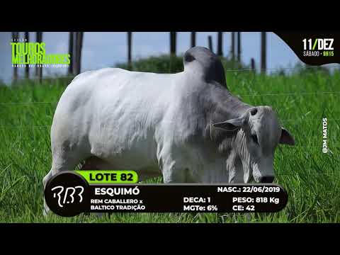 LOTE 82