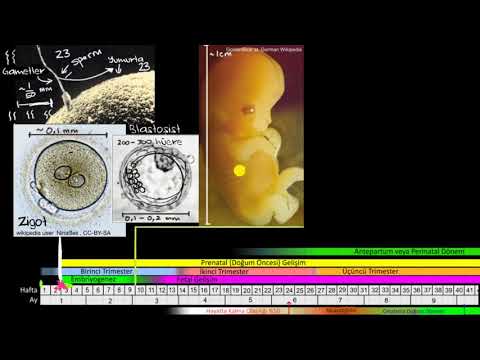 Döllenme ve Embriyonun Gelişim Evreleri (Biyoloji)