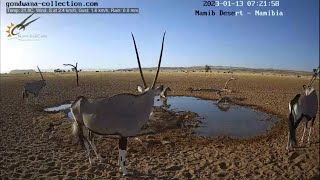 When hyena, jackal and oryx meet at Namib desert waterhole