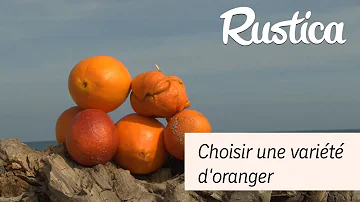 Quelles sont les variétés d'oranges ?