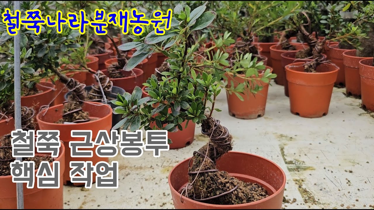 철쭉 근상 봉투 핵심 작업