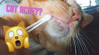 Feline Acne ASMR | Satisfying Blackhead Removal | Relaxing Cat Chin Pimple Cleaning | Home Remedy