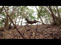猟犬でイノシシ、シカ捕獲34(多過ぎて獲っても獲っても減りません💦)