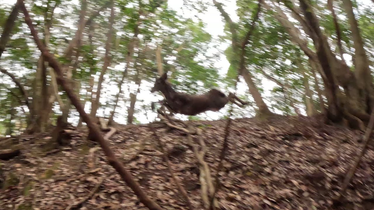 猟犬でイノシシ、シカ捕獲34(多過ぎて獲っても獲っても減りません💦)