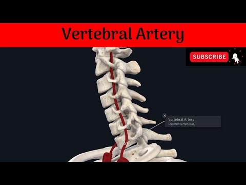 Vertebral Artery | Origin| Termination| Parts| Course| Relations|Branches| Subclavian Steal Syndrome