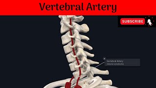 Vertebral Artery | Origin| Termination| Parts| Course| Relations|Branches| Subclavian Steal Syndrome