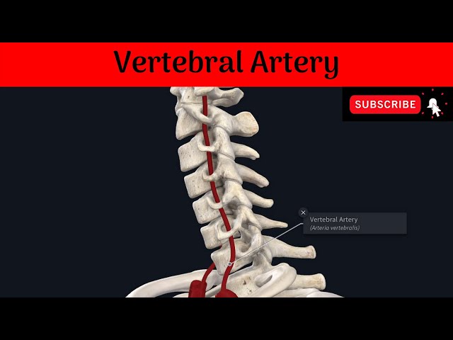 vertebral artery