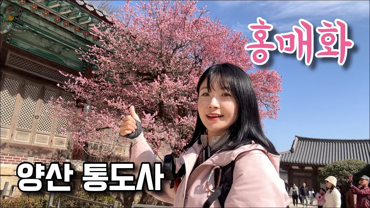 어느새 찾아온 봄, 홍매화 트레킹🌸 통도사 | 오봉산 | 이기대공원 | trekking | koreatravel | ENG