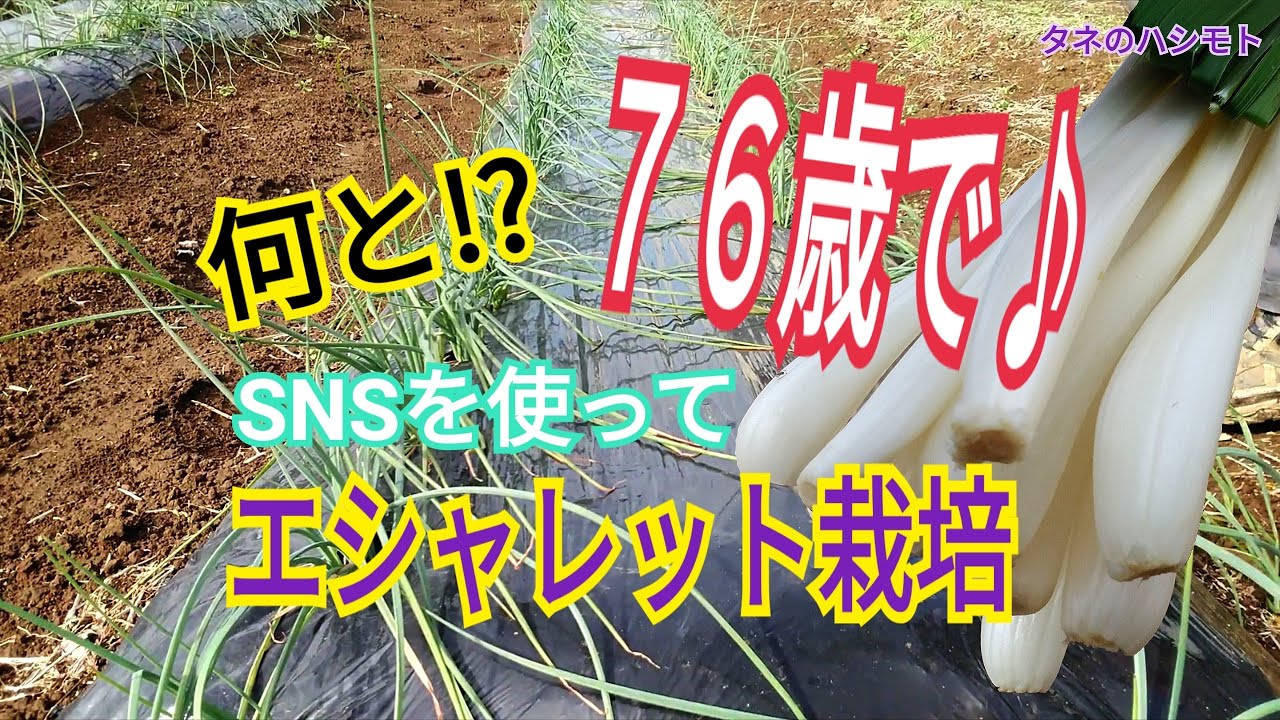 エシャレット らっきょう 植え付けから収穫 タネのハシモト Youtube