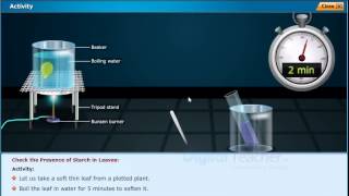 Check the presence of starch in leaves - Nutrition, Class 10 Biology