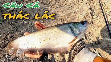 CÂU CÁ THÁC LÁC | Câu Cá Thác Lác Ở Con Kênh Lục Bình