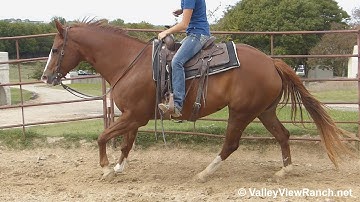 Red Hot Mamma - mount, walk, jog, lope, stops! - VlleyViewRanch.net