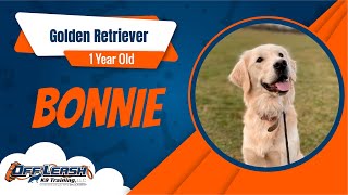 Best Golden Retriever Dog Training | Bonnie | Dog Training in London by Off-Leash K9 Training London 42 views 4 weeks ago 4 minutes, 40 seconds
