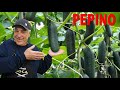 🥒PEPINO PRODUZINDO no VASO em pouco tempo🥒🥒😱 PASSO A PASSO AQUI #🥒😍