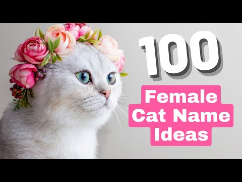 Video: 50 „Badass“katės vardų žudikų moterų katėms