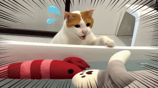 大好きなぬいぐるみを丸洗いされて大パニックをおこす猫【関西弁でしゃべる猫】 【猫アテレコ】