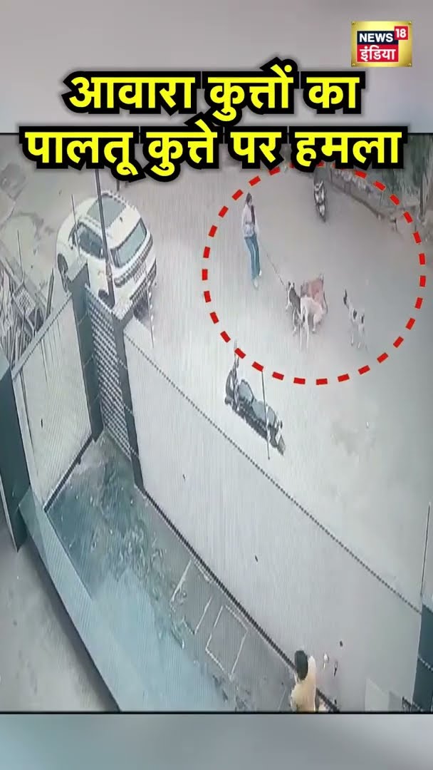 Agra शहर की पाश कॉलोनी में आवारा कुत्तों का आतंक चरम पर, आवारा कुत्तों का पालतू कुत्ते पर हमला! N18S