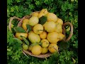 Video Innuso,  marmellata di limoni fatta in casa