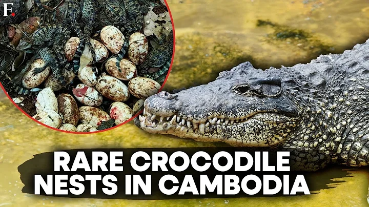 Watch the video about Cambodia
