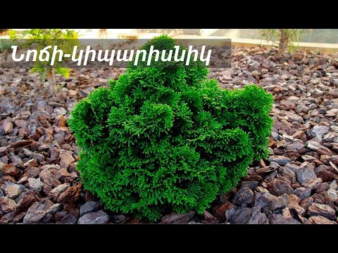 Video: Այգու բույսեր. Դեկորատիվ մշտադալար և տերևաթափ թփեր, այգու և այգու բույսեր ամառանոցների համար և դրանց համատեղելիությունը