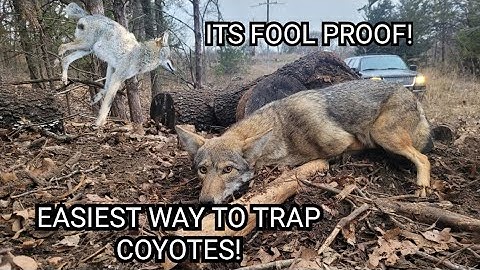 EASIEST AND CHEAPEST WAY TO TRAP COYOTES! ( VERY SIMPLE! )