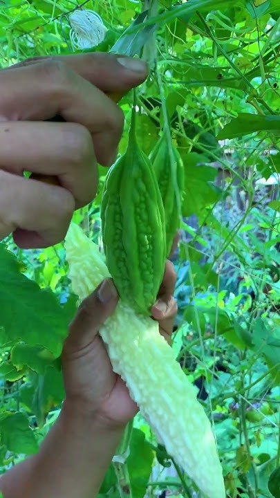 I Could Never Eat Bitter Melon Raw But I Still Love It YouTube i-could-never-eat-bitter-melon-raw-but-i-still-love-it-youtube