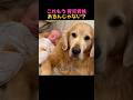 これもう育児資格あげてもいいレベルじゃない? #ゴールデンレトリーバー #天使犬 #子供と犬 #感動ストーリー #家族の愛 #成長の記録 #初対面 #遊び友達 #ペット感性 #温かい瞬間 #癒し動画