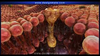 Transport across membranes