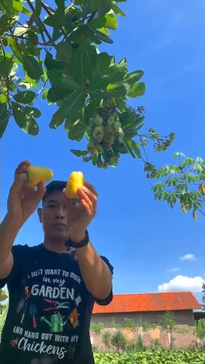 PETIK JAMBU METE #jambumete #jambumede