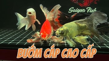 Saigon Fish Cuối Tuần Lên Sóng Dàn Cá Chép Phi Tần Bướm Cáp Cao Cấp Đủ Màu
