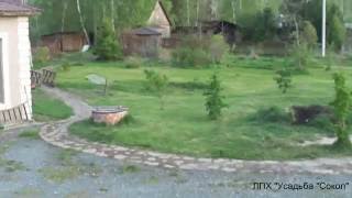 газон из одуванов газон из одуванов