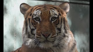 4K | Siegfried and Roy´s Secret Garden at The Mirage Hotel LAS VEGAS