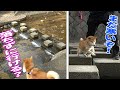 柴犬小春 この飛び石渡れるかなー?夙川公園