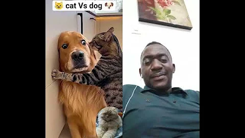 Video 11827781: cat cutecat pets animals, pets cutecat cats dogs, cat fight funny pets, cat vs dog fight, cat dog fight cute