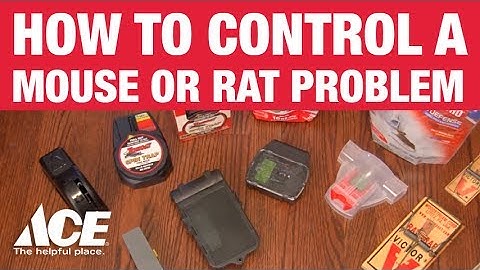 How To Get Rid Of Mice - Ace Hardware