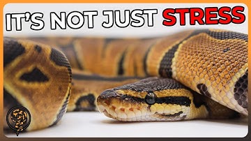 This is Why your Ball Python isn