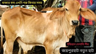 উত্তরবঙ্গের সর্ববৃহৎ পশুর হাট থেকে প্রচুর  চাহিদা সম্পন্ন শাহিওয়াল জাতের ষাঁড় গরুর দর দাম জানুন।