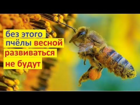 #Пять ресурсов, которые необходимы пчёлам, для успешного развития весной. Иначе толку не будет.