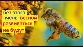 #Пять ресурсов, которые необходимы пчёлам, для успешного развития весной. Иначе толку не будет.