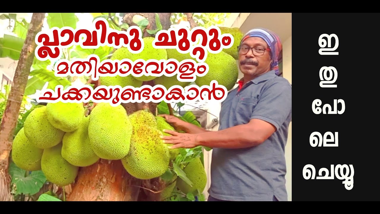 chakka ചക്ക വേരിലും കായ്ക്കാൻ ഇതൊന്നു പരീക്ഷിക്കൂ